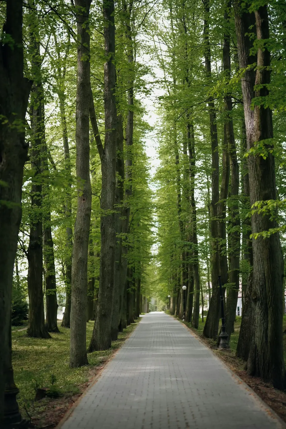 Droga do Doliny Mogielanki wiosną