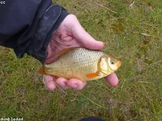 Karaś