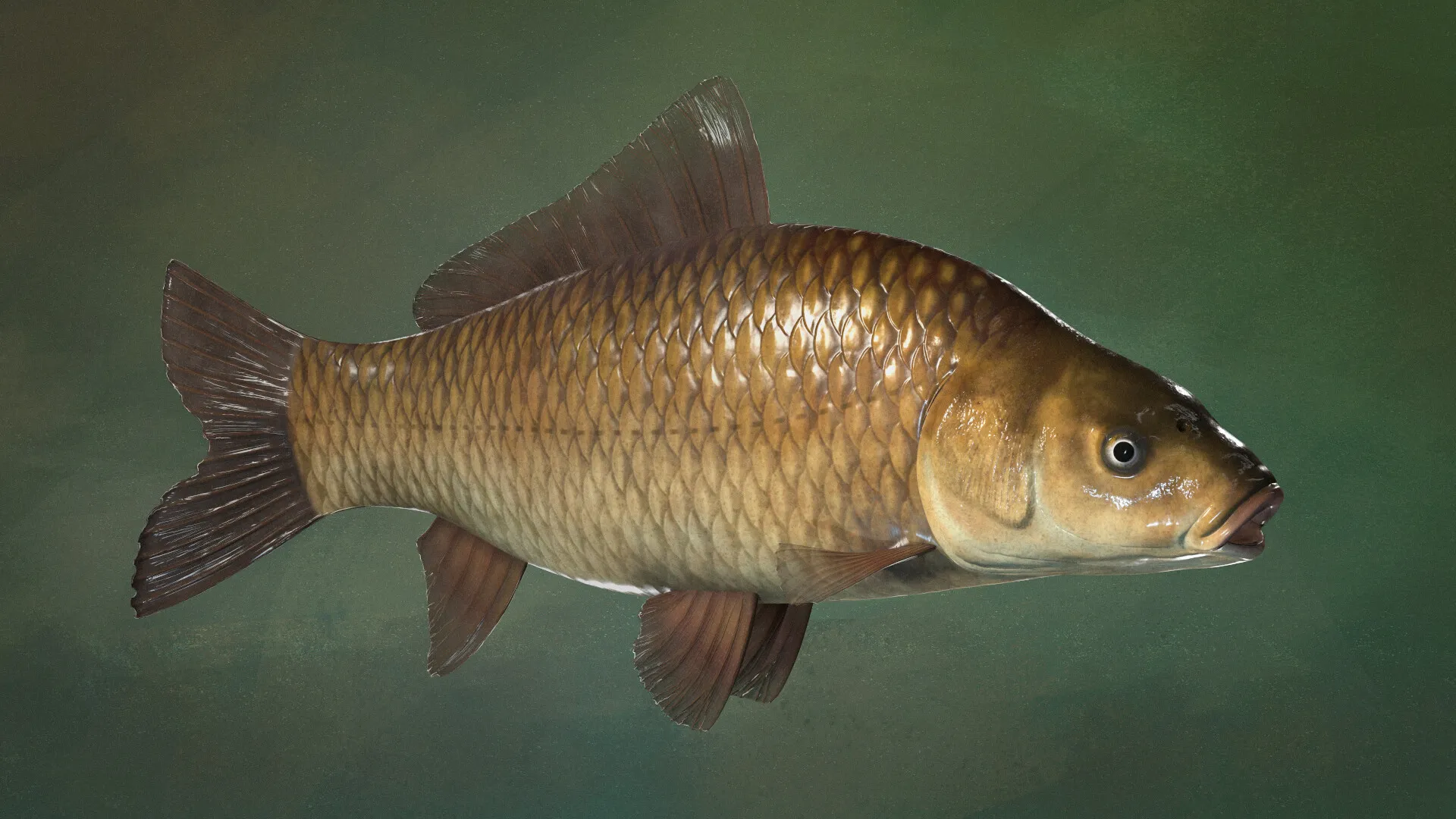Karp