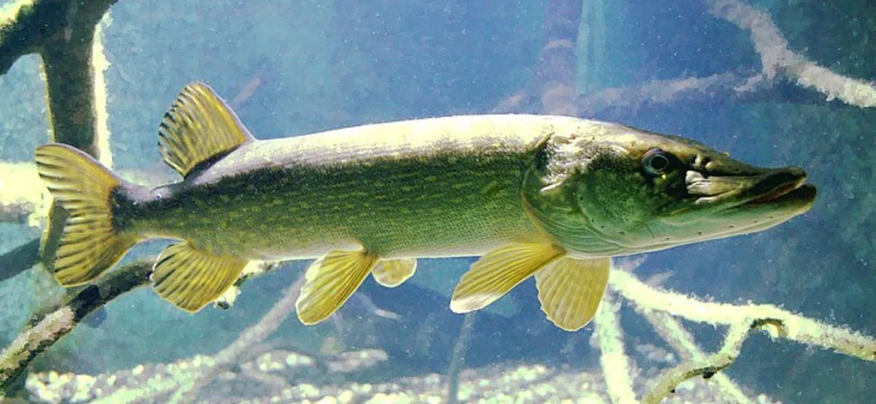 Szczupak
